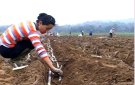 Ban chỉ đạo sản xuất thị trấn Sao Vàng: Hướng dẫn trồng, chăm sóc cây mía, sắn niên vụ 2023-2024