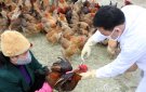 Thị trấn Sao Vàng chủ động phòng chống dịch bệnh cho đàn vật nuôi