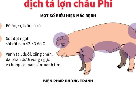 Thị trấn Sao Vàng: tăng cường các biện pháp cấp bách phòng chống bệnh Dịch tả lợn Châu phi