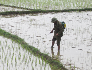 phòng trừ sâu bệnh.jpg