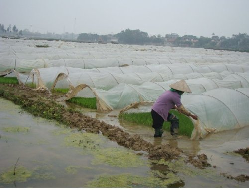 mạ vụ xuân.jpg