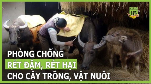 Phòng chống rét.jpg