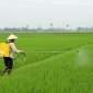 Hướng dẫn phòng trừ sâu bệnh cuối vụ Chiêm Xuân năm 2025