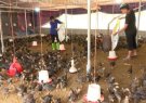 Huyện Thọ Xuân chủ động phòng chống nắng, nóng cho đàn gia súc gia cầm