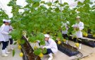 HUYỆN THỌ XUÂN: PHÁT TRIỂN SẢN XUẤT NÂNG CAO THU NHẬP GÓP PHẦN XÂY DỰNG NTM NÂNG CAO BỀN VỮNG