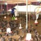 Huyện Thọ Xuân chủ động phòng chống nắng, nóng cho đàn gia súc gia cầm