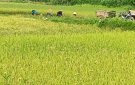 THỊ TRẤN SAO VÀNG khẩn trương thu hoạch lúa mùa ứng phó với Bão số 3