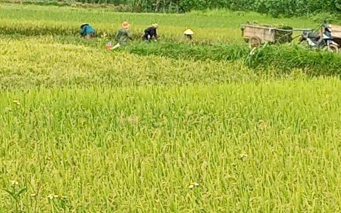 THỊ TRẤN SAO VÀNG khẩn trương thu hoạch lúa mùa ứng phó với Bão số 3