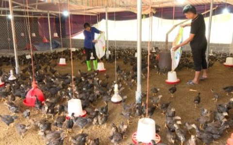 Huyện Thọ Xuân chủ động phòng chống nắng, nóng cho đàn gia súc gia cầm