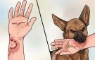 Bài tuyên truyền: Phòng chống bệnh dại ở động vật