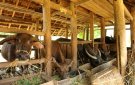 Bài tuyên truyền phòng, chống đói rét cho đàn vật nuôi, thủy sản
