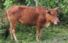 Bài tuyên truyền Bệnh viêm da nổi cục trên trâu bò và cách phòng chống