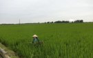BCĐ Sản xuất thị trấn Sao vàng: Hướng dẫn phòng trừ sâu bệnh vụ chiêm xuân năm 2022