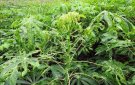 Hướng dẫn các biện pháp phòng bệnh khảm lá trên cây sắn