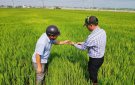 Hướng dẫn phòng trừ sâu bệnh cây lúa vụ chiêm xuân
