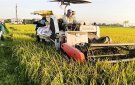 Thị trấn Sao Vàng khẩn trương thu hoạch lúa vụ Thu Mùa, chuẩn bị cho sản xuất vụ Đông