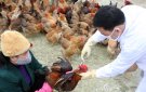 Bài tuyên truyền tiêm phòng văc xin cho đàn gia súc, gia cầm và tiêm phòng dại cho đàn chó