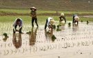 BCĐ sản xuất thị trấn: Hướng dẫn các biện pháp chăm sóc lúa sau cấy vụ mùa năm 2023