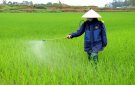 Hướng dẫn chăm sóc và phòng trừ sâu bệnh trên cây lúa vụ Mùa năm 2023