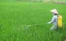 Ban chỉ đạo sản xuất thị trấn: hướng dẫn phòng trừ sâu bệnh cuối vụ trên cây lúa vụ Thu Mùa 2023