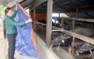 Hướng dẫn các biện pháp phòng chống đói, rét cho vật nuôi, thuỷ sản