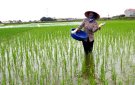 Công văn hướng dẫn chăm sóc, phòng chống rét cho cây trồng vụ Đông Xuân năm 2023-2024