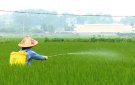 Hướng dẫn các biện pháp phòng trừ sâu bệnh cuối vụ Chiêm Xuân.