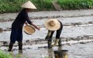 THỊ TRẤN SAO VÀNG TRIỂN KHAI SẢN XUẤT VỤ MÙA 2024