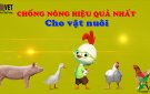 MỘT SỐ BIỆN PHÁP CHĂM SÓC VẬT NUÔI TRONG MÙA NẮNG NÓNG