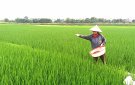Hướng dẫn các biện pháp chăm sóc và phòng trừ sâu bệnh cho cây lúa vụ Mùa 2024