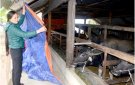 Công văn đảm bảo an toàn cho vật nuôi trong mùa mưa lũ.