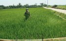 Hướng dẫn phòng trừ sâu bệnh trên cây lúa vụ Thu Mùa