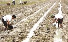 Công tác sản xuất vụ Đông năm 2024-2025