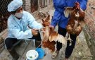 Bài tuyên truyền tiêm phòng văcxin cho đàn gia súc, gia cầm và phòng dại đợt 2 năm 2024