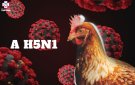 Hướng dẫn tăng cường biện pháp phòng, chống dịch bệnh Cúm gia cầm