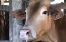 Hướng dẫn tăng cường biện pháp phòng, chống dịch bệnh Lở mồm long móng cho đàn gia súc.