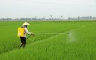 Hướng dẫn chăm sóc, phòng trừ sâu bệnh cây trồng vụ Chiêm Xuân 2025