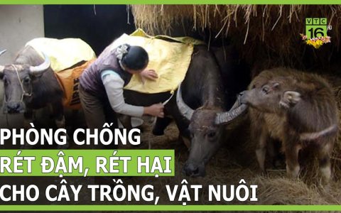 HƯỚNG DẪN CÁC BIỆN PHÁP PHÒNG, CHỐNG ĐÓI, RÉT, DỊCH BỆNH CHO GIA SÚC, GIA CẦM VÀ THỦY SẢN