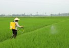 Hướng dẫn phòng trừ sâu bệnh cuối vụ Chiêm Xuân năm 2025